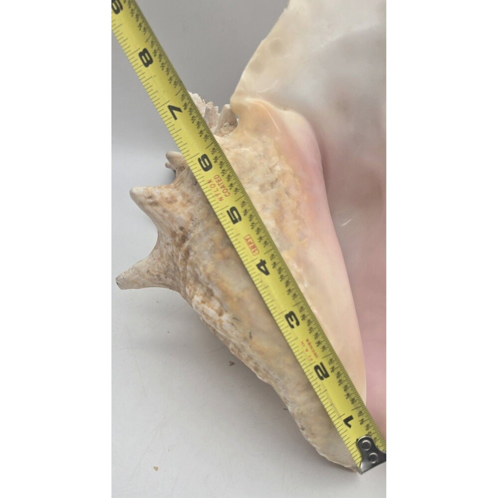 VINTAGE Large Conch Sea Shell Seashell Beach Horn - Picture 6 of 9